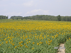 s_PICT0055_thumb.png